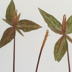 Pornhub亚洲永久入口
