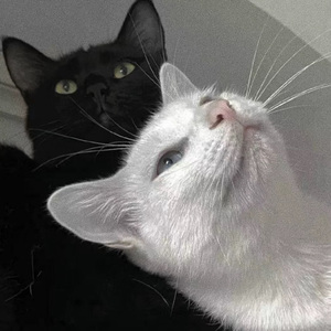 黄视频在线观看免费
