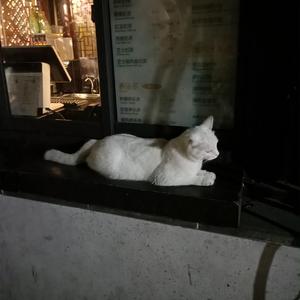 日本少女性交ⅩXⅩ
