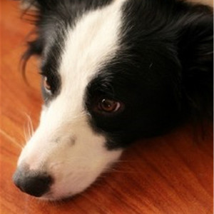 爱情岛永久地址www成人
