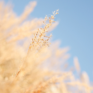 13一16女处被毛片视频
